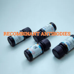 Recombinant Antibodies
