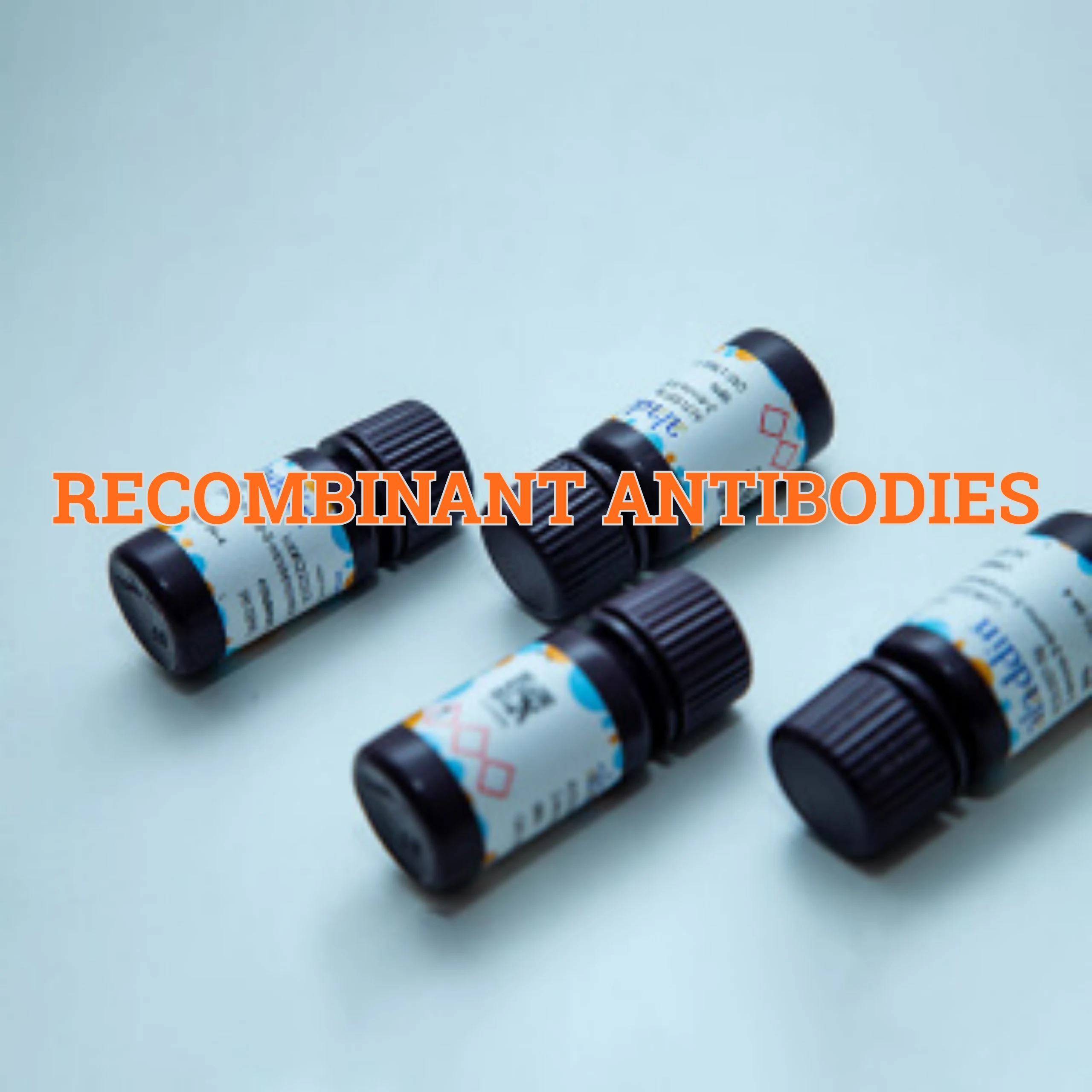 Recombinant Antibodies